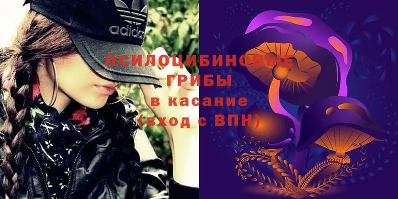 Псилоцибиновые грибы Psilocybe  Правдинск 